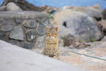 Grumpy brown stripped wild cat against blurry harbor background