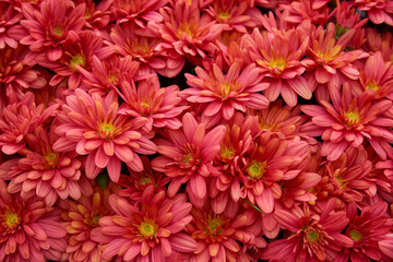 Decorative composition of red chrysanthemum flowers, autumn bouquet. Red chrysanthemum in autumn garden.