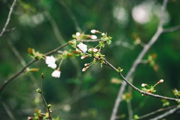 Faune et flore Carolles normandie 