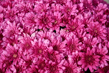 Decorative composition of pink chrysanthemum flowers, autumn bouquet. Pink chrysanthemum in autumn garden.