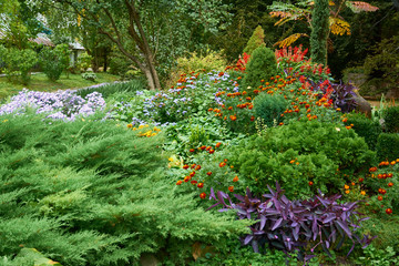 Decorative floral arrangement of tradescantia, lilac chrysanthemum and other flowers in autumn garden, autumn bouquet.