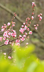 Faune et flore Carolles normandie 