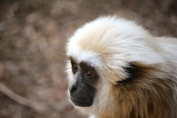 la cara de un mono gibón blanco