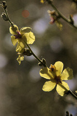 Verbascum nigrum; black mullein in Tuscan meadow