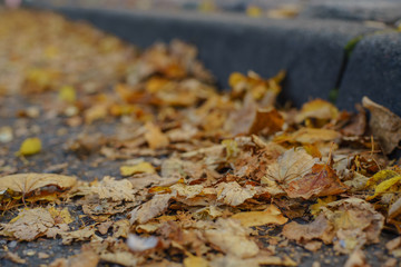 autumn leaves on the ground