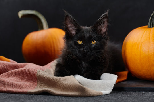 Halloween Black Cat With Pumpkins