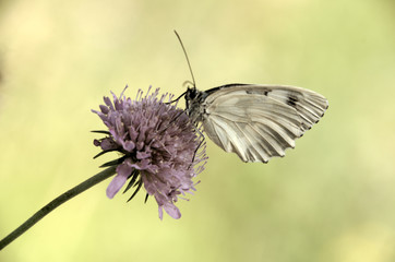 White ButterflyMelenargia galathea; marbled white butterfly in Tuscan meadow