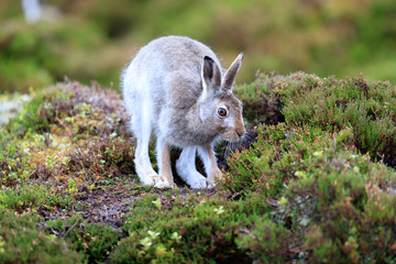 Mountain hare with mixed colours, white and brown © jamie