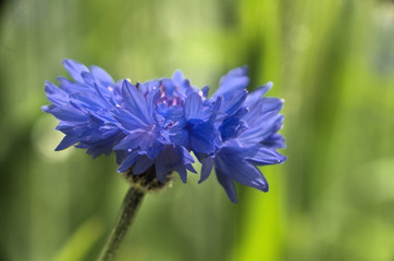 Natural blue cornflower in informal garden in Walenstadt, Swiss Alps © elliottcb