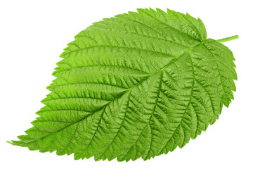 Raspberry leaves isolated on white background, clipping path, full depth of field