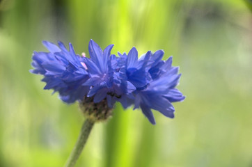 Natural blue cornflower in informal garden in Walenstadt, Swiss Alps