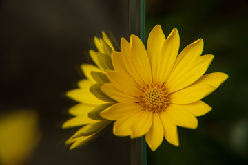 reflection flower II