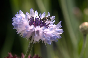 Lilac cornflower variety in informal garden in Walenstadt, Swiss Alps