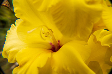 Obraz na płótnie Canvas yellow flower 2