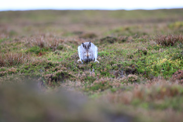 Mountain hare with mixed colours, white and brown