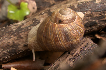 Helix pomatia; escargot, or edible snail, in Swiss woodland