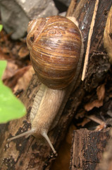 Helix pomatia; escargot, or edible snail, in Swiss woodland