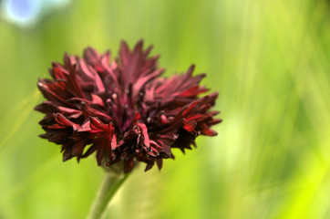 Mauve cornflower variety in informal garden in Walenstadt, Swiss Alps © elliottcb