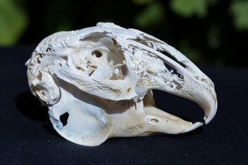 Skull of a hare on a black background. Rodent - (Lepus timidus). The bones of the head of the...