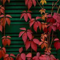 Ivy and Virginia creeper (Parthenocissus quinquefolia) foliage in Autumn on the background of green shutters.