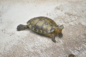 Turtle