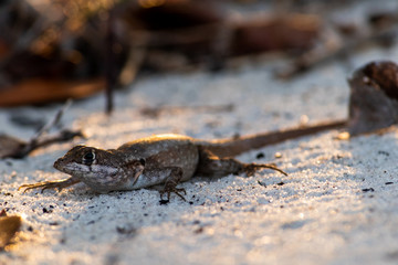 lizard on stone