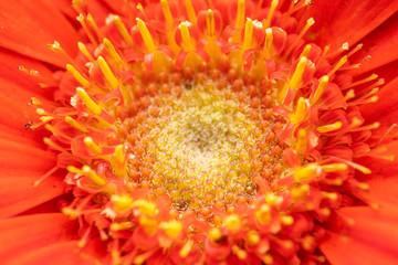 Closeup of a flower ion the garden
