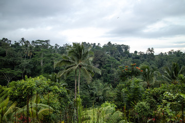 Fototapeta na wymiar A view of tropical trees and skyline