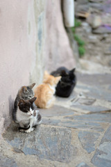 brothers cats sunbathing near the wall