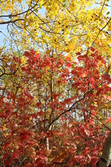 Autumn Colours In The Forest, William Hawrelak Park, Edmonton, Alberta