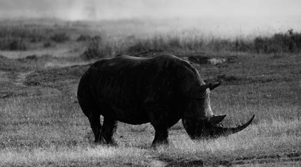 A white rhino at Lake Nakuru Park