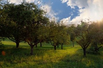 Summer beautiful apple orchard at sunset. The sun shines through the leaves of the trees. Nature landscape background