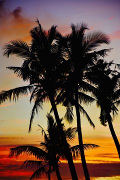 Sunset Palm