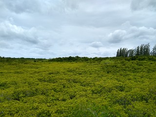Fototapeta premium green field and blue sky