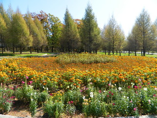 large flower bed with beautiful flowers