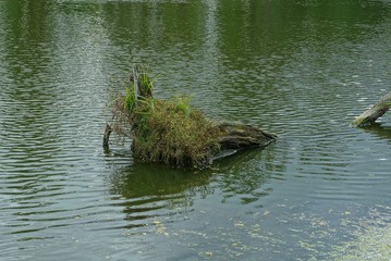 overgrown old tree log in pond water