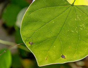 Close-up Back-lit Leaf