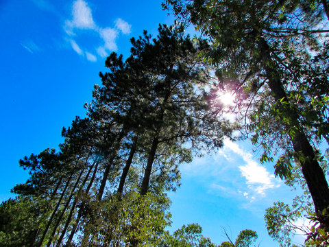 Bottom up view of trees with blue sky, some clouds and the sun on the back. View from a country road.