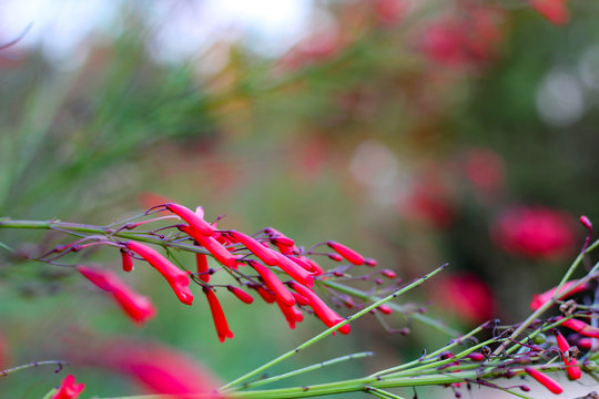 Close view of a coral flower branch on a garden with a blurry green background