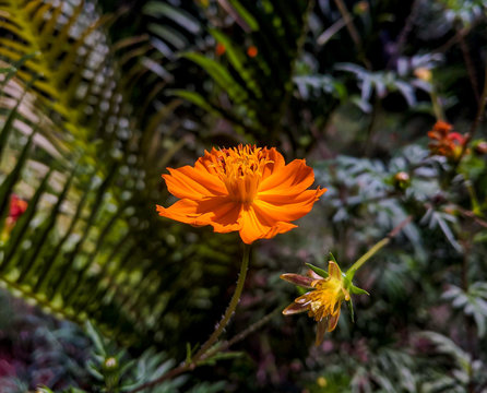 An orange flower cosmos bloom beautifully featured in the garden on a sunny day