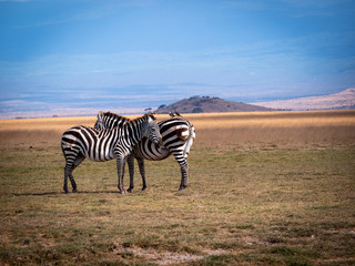Fototapeta na wymiar Safari in Kenya