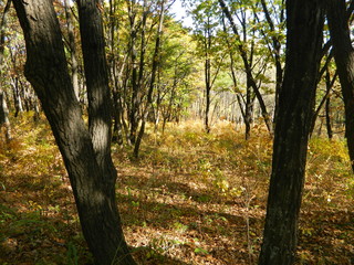  path in the forest in early autumn