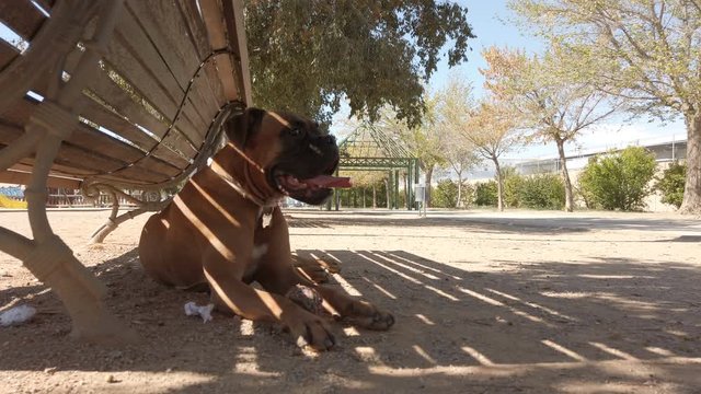 Boxer Dog Resting In The Shade On A Sunny Day. 50 Fps