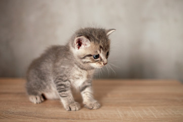 Little kitten