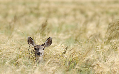 A curious deer in farmers field.