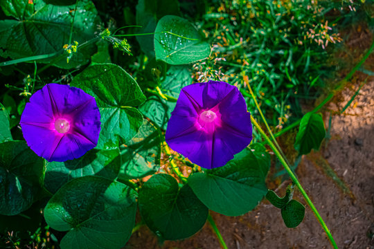 flor de suelo bejuco color rosado y purpura con hojas grande alrededor 