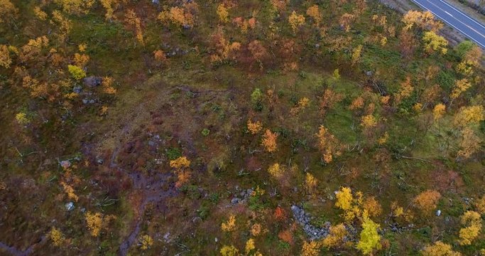 Kilpisjarvi, Aerial, tilt up, drone shot, over autumn color dwarf birch forest, revealing cars on the e8 road and a lake, on a sunny, autumn day, in Enontekio, Finland