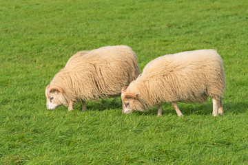 Domestic Sheep grazing in a Farm Field