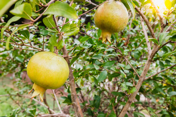 Pomegranates still green on the tree in a plantation.
