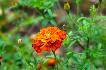 MaryGold beautiful Field flower